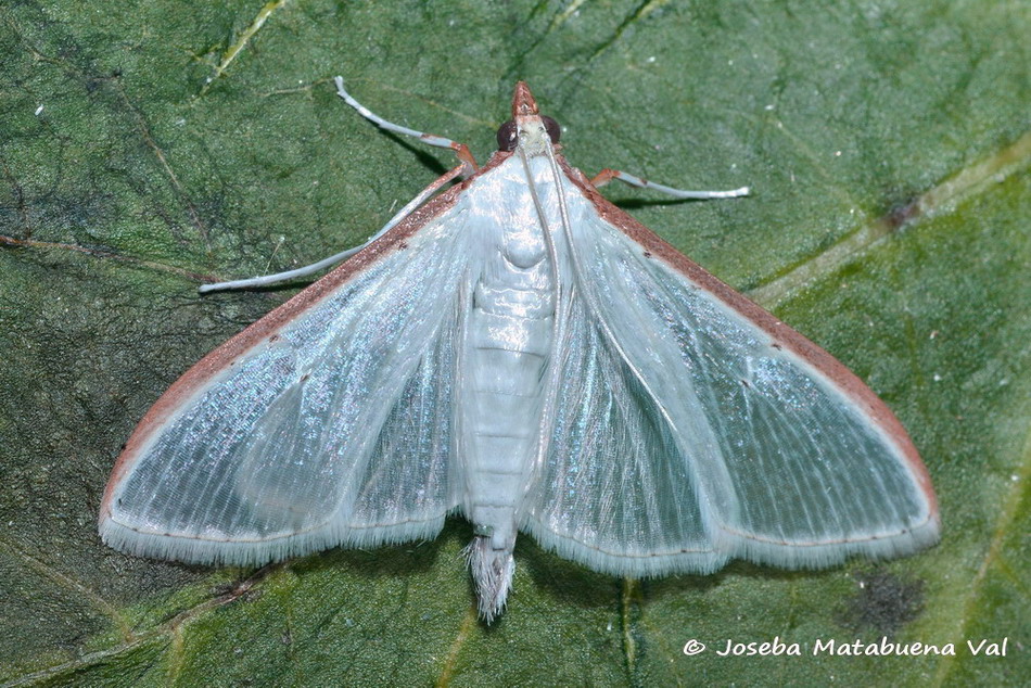 Eteroceri del mese di aprile, dal confino